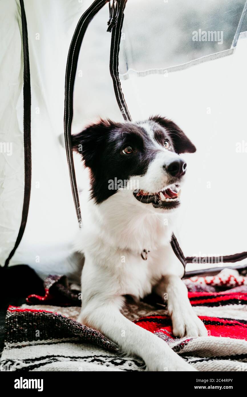 Porträt eines Hundes in einem Zelt Stockfoto