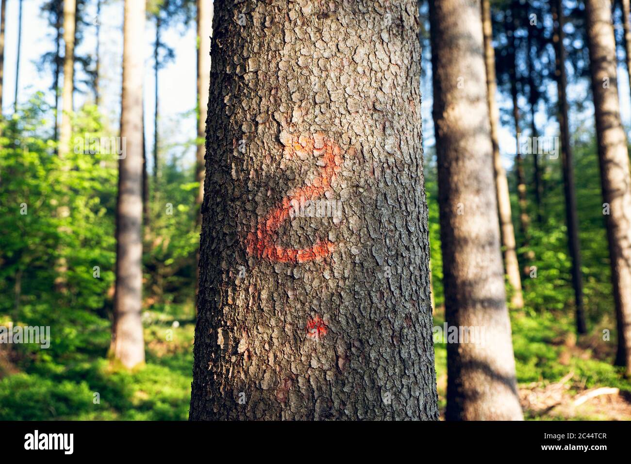 Deutschland, Fragezeichen auf Stamm von Waldbaum gesprüht Stockfoto