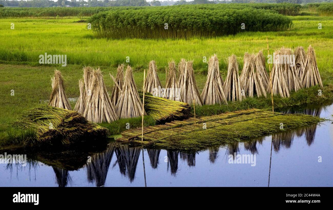 Das Schönste Jute-Feld In Bangladesch Stockfoto
