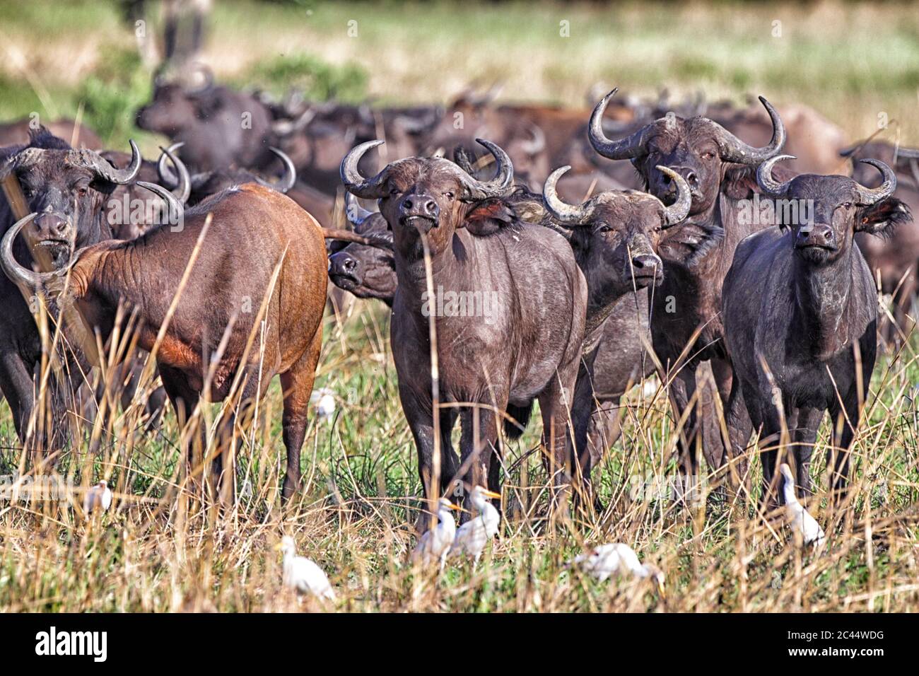 Demokratische Republik Kongo, Herde von afrikanischen Büffeln (Syncerus caffer) im Garamba Nationalpark Stockfoto