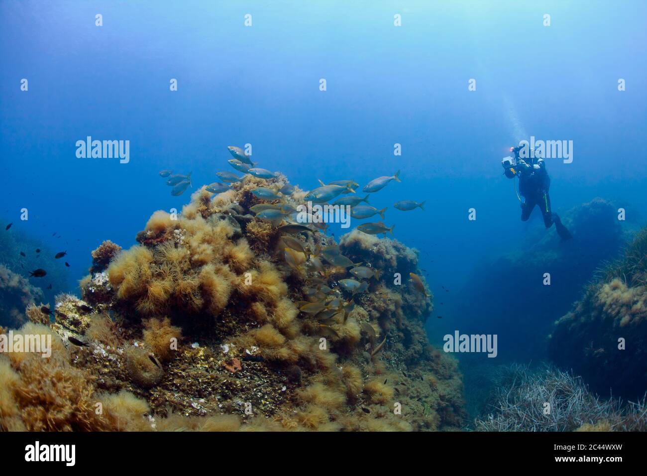 Frankreich, Korsika, Scuba Diver fotografieren Schule von dreamfish (Sarpa salpa) Stockfoto