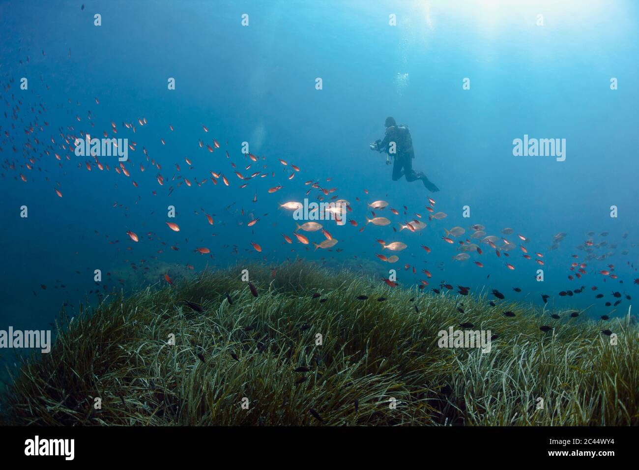 Frankreich, Korsika, Scuba Diver fotografieren Schulen von dreamfish (Sarpa salpa) und riffbarsche (Chromis chromis) Stockfoto