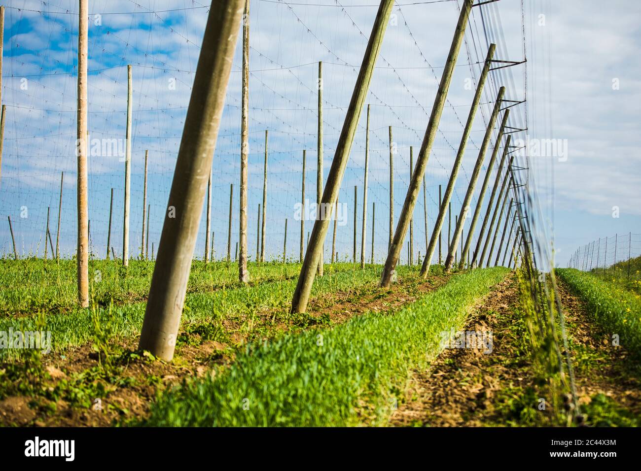 Hopfenpflanzen wachsen auf dem Feld gegen den Himmel in Hallertau, Bayern, Deutschland Stockfoto