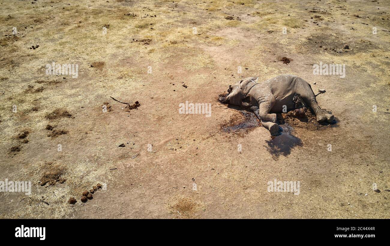 Drohnenansicht eines toten afrikanischen Elefanten im Hwange National Park, Simbabwe Stockfoto