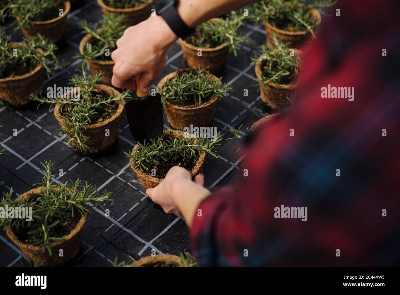 Nahaufnahme einer Frau, die mit einer Handkelle an Rosmarinpflanzen arbeitet Stockfoto
