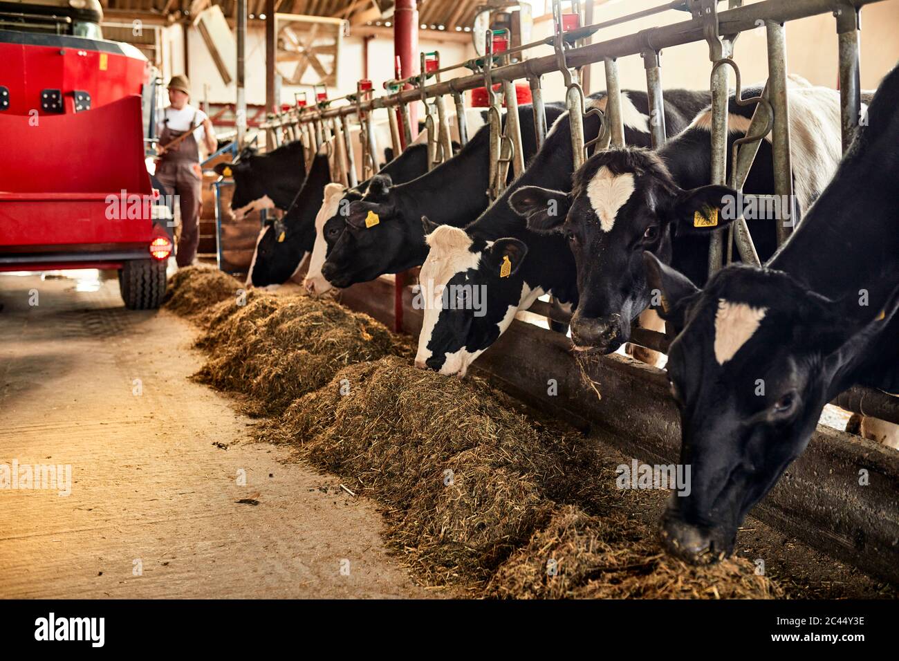 Kühe, die Heu fressen, während der Bauer im Hintergrund im Stall arbeitet Stockfoto