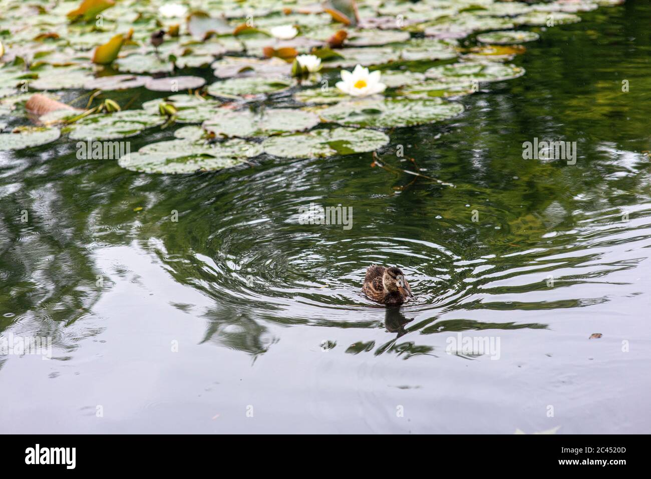 Enten schwimmen im Teich. Stockfoto