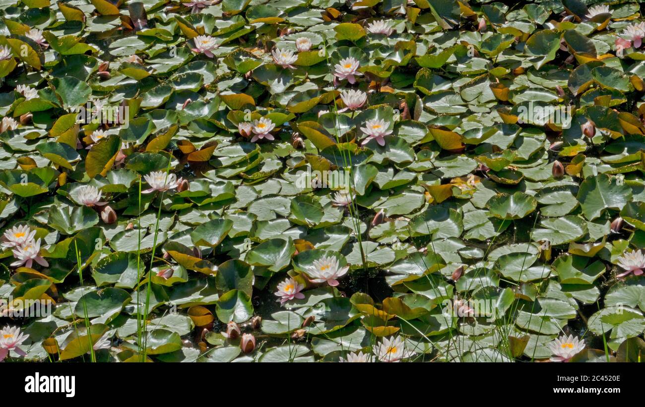 Teich, komplett mit Seerose und schwimmenden grünen Seerosen bedeckt Stockfoto