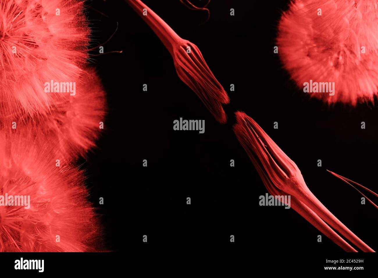 Blühende und nicht blühende Löwenzahn-Blüten, auf schwarzem Spiegelhintergrund. In Farbe leben Korallen. Kreatives Konzept Stockfoto
