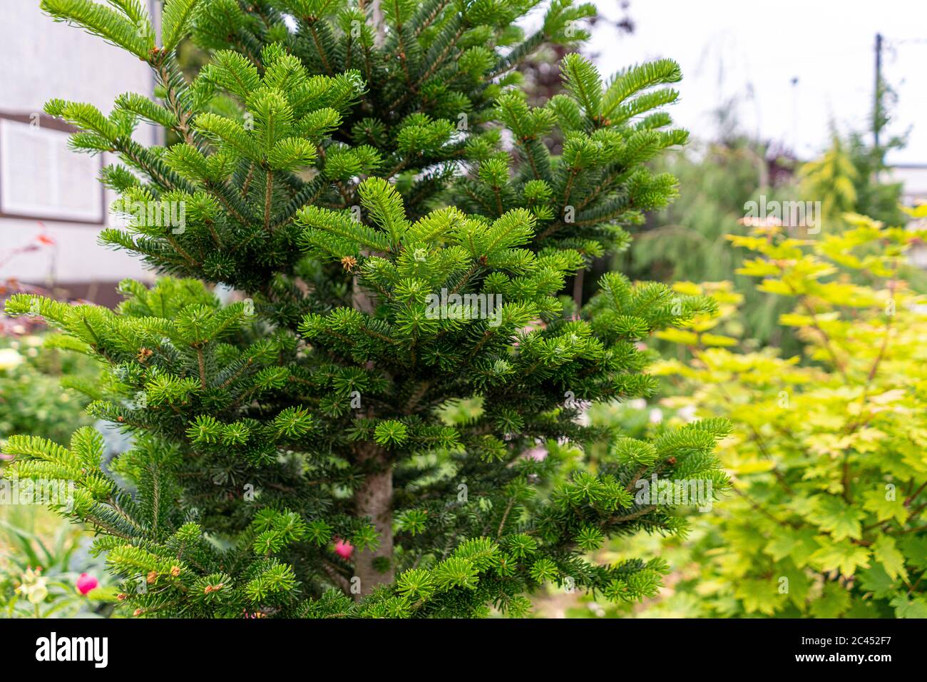 Kleine europäische Silbertanne wächst Stockfoto