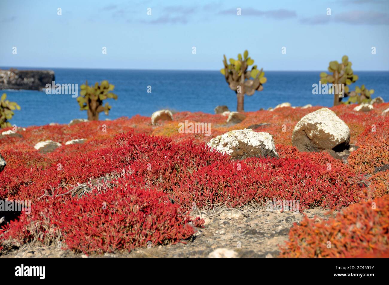 Vegetation auf Isla Plaza Sur, Galapagos, Ecuador Stockfoto