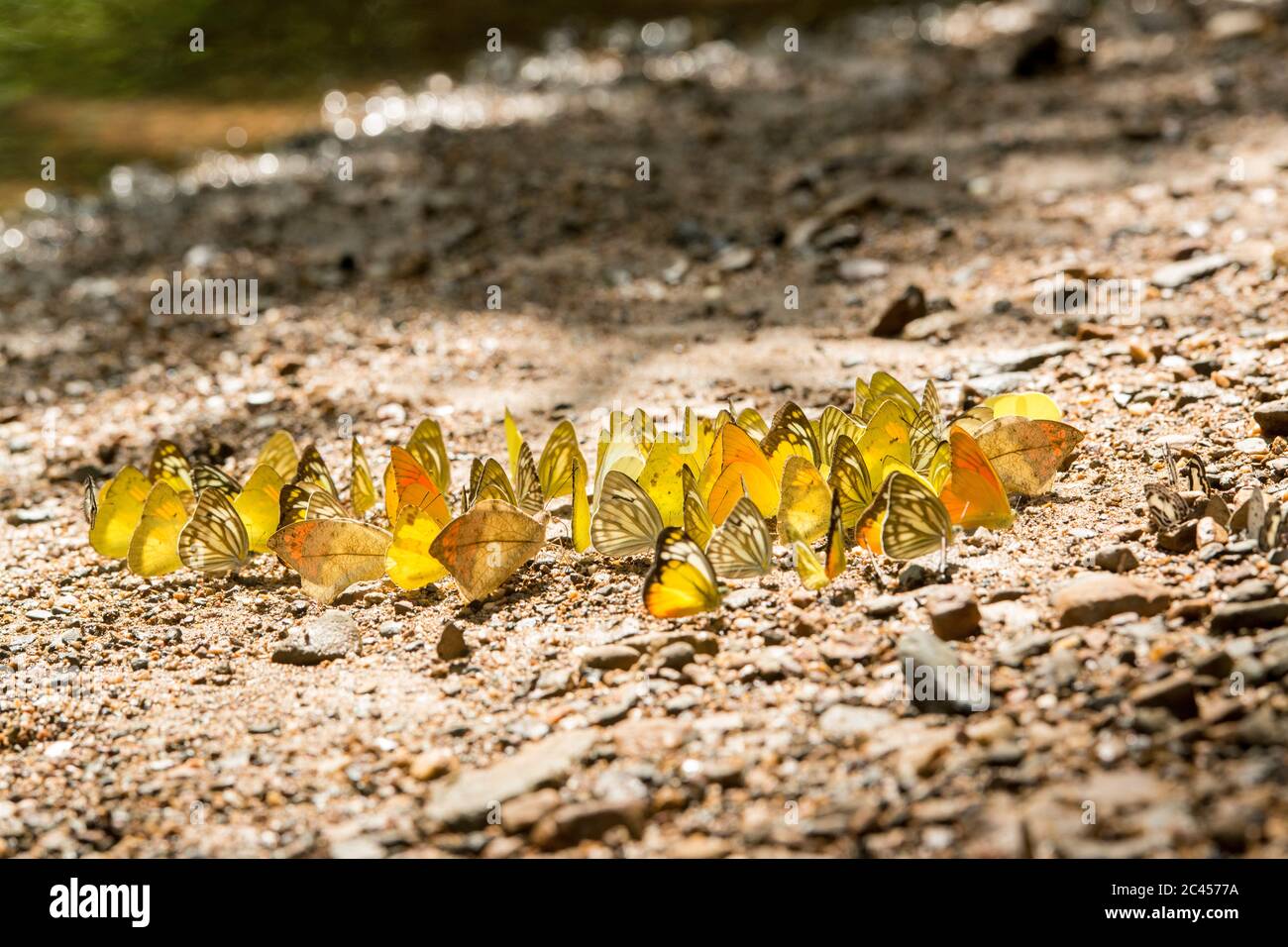 Wilder Schmetterling im Kaeng krachan Nationalpark westlich der Stadt Phetchaburi oder Phetburi in der Provinz Phetchaburi in Thailand. Thailand, Phet Stockfoto