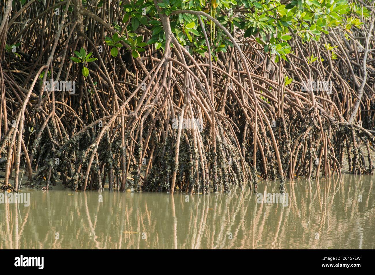 Mangrovenwald an einem Fluss im Ban Laem Bezirk in der Nähe der Stadt Phetchaburi oder Phetburi in der Provinz Phetchaburi in Thailand. Thailand, P Stockfoto