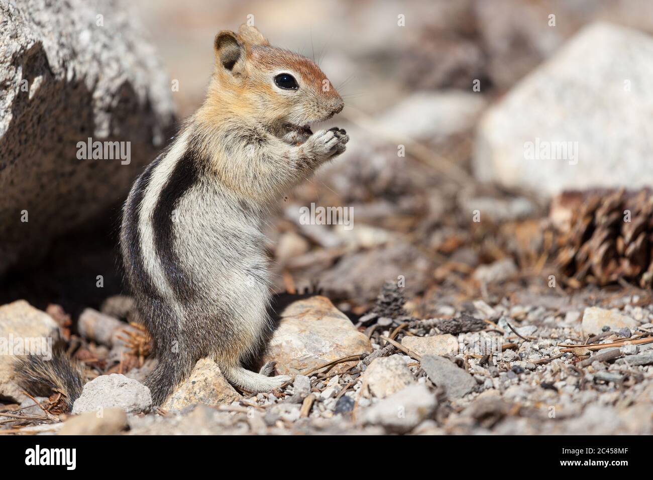 Chipmunk steht auf Mammoth Lakes, Kalifornien, USA. Stockfoto