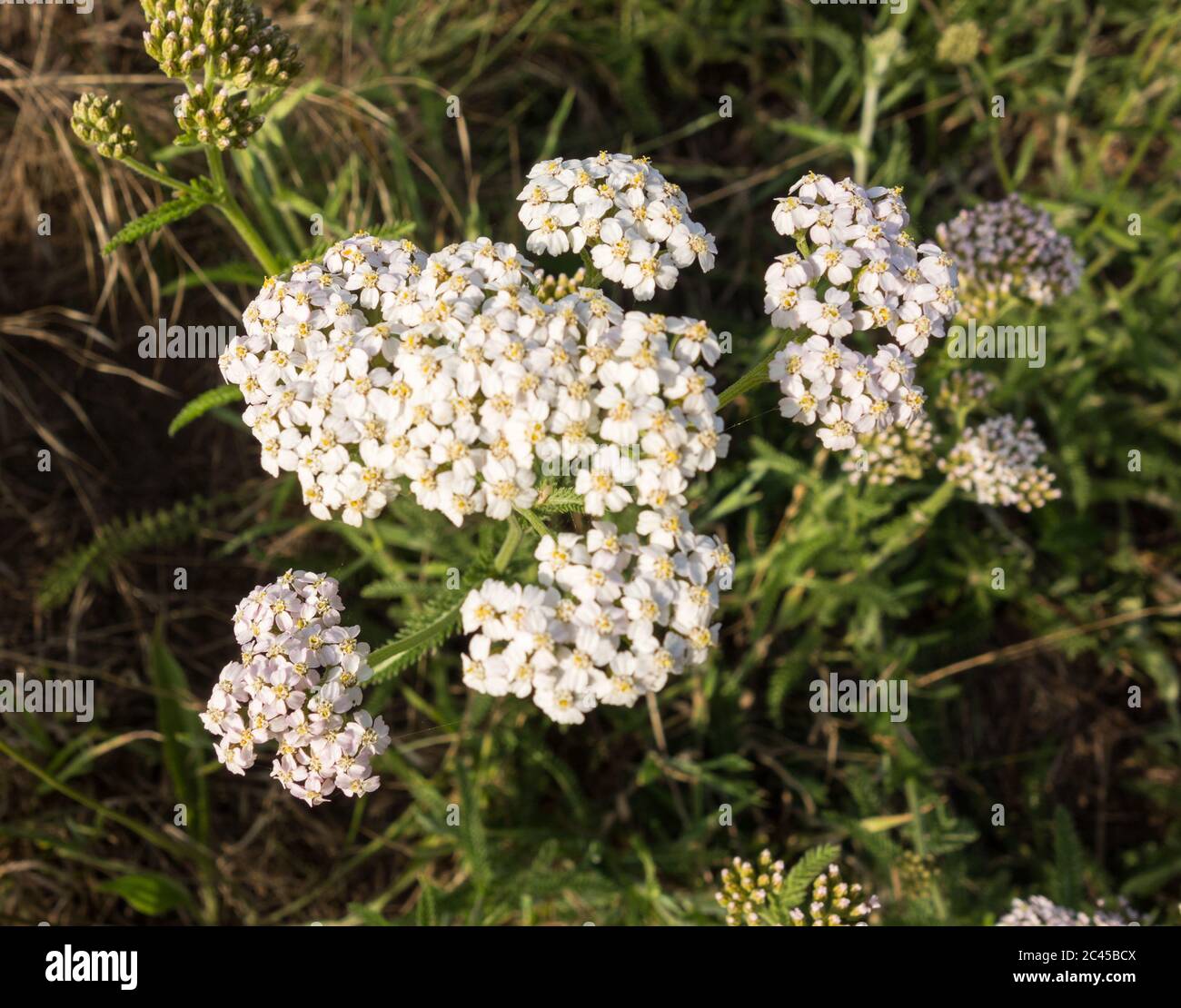 Nahaufnahme der Blütenköpfe eines Schafgarben oder Achillea Millefolium, Stockfoto