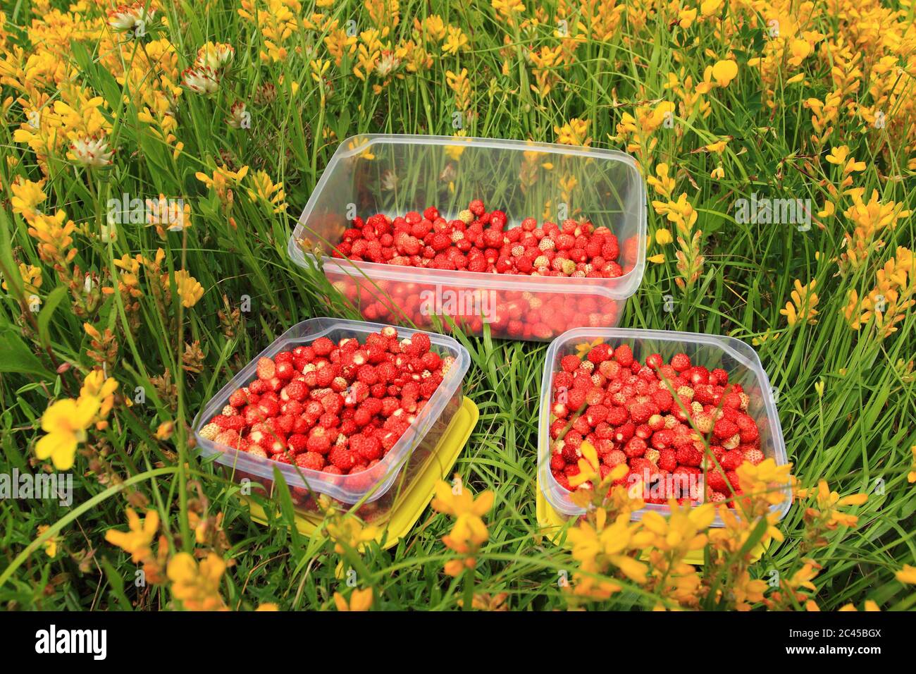 Erdbeeren in Gerichten auf der Wiese gesammelt Stockfoto