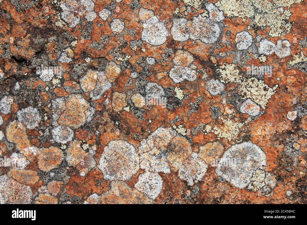 Flechten-Muster auf Mühlstein Grit, Anglezarke White Coppice bei Chorley, Lancashire, UK Stockfoto