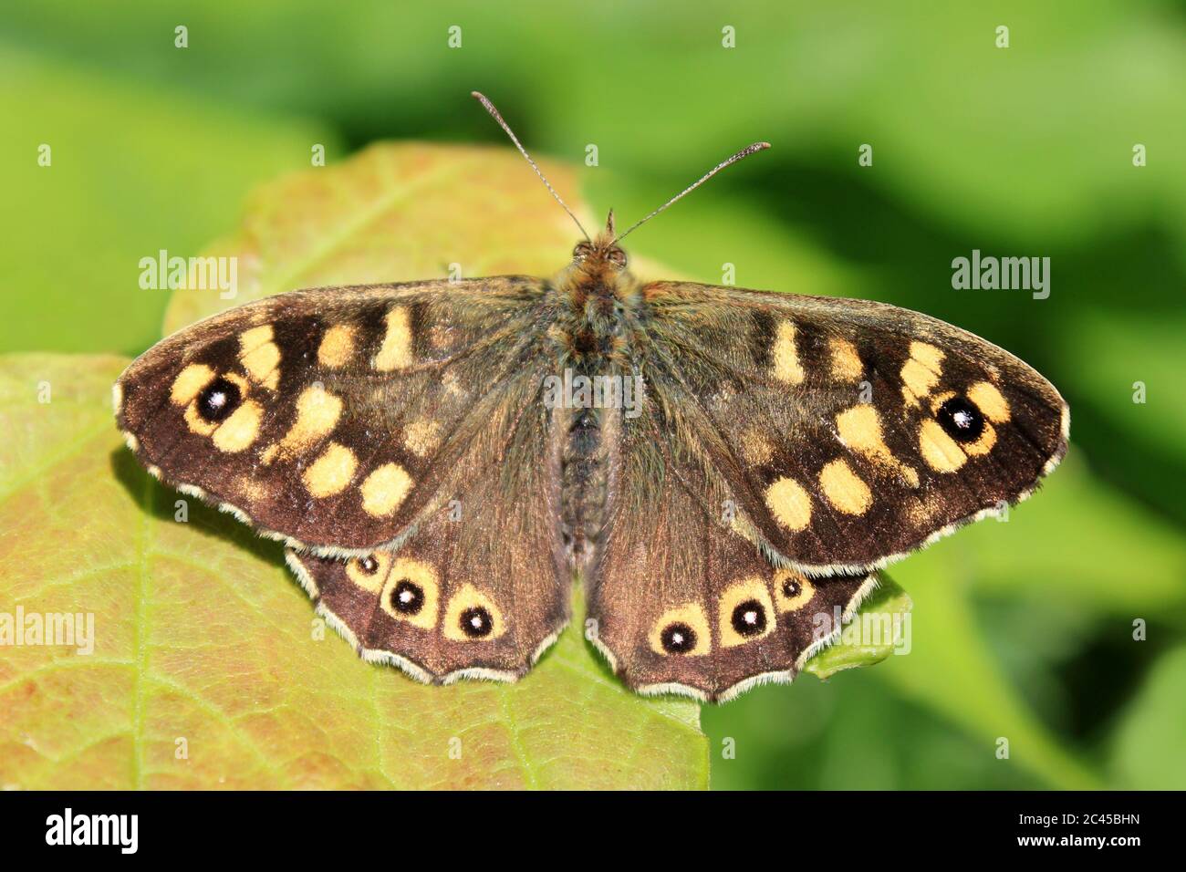 Gesprenkeltes Holz (Pararge aegeria tircis) Stockfoto