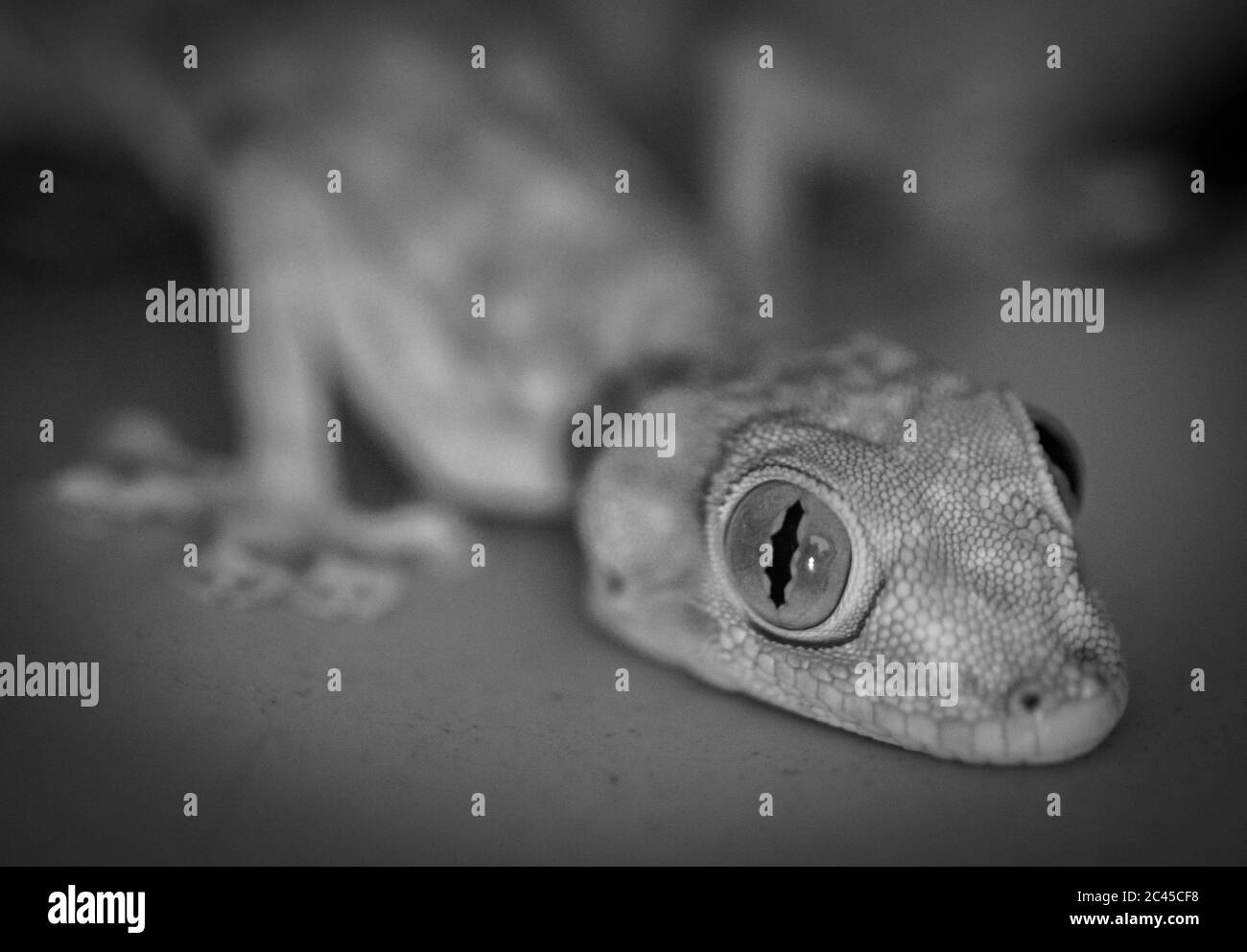 Isolierte Nahaufnahme einer heimischen schönen Gecko Eidechse - Israel Stockfoto