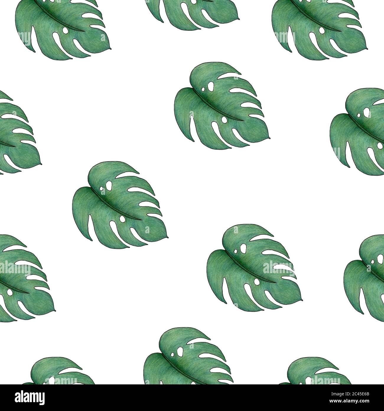 Monstera leaf pattern -Fotos und -Bildmaterial in hoher Auflsung  Alamy
