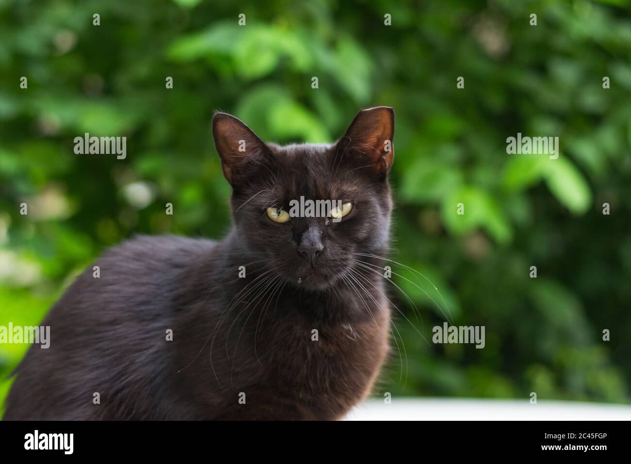 Schwarze Katze mit abgeschnittenem Ohr sitzt auf dem Auto. Dies wird als "Ohrkippen", und ist eigentlich ein Zeichen dafür, dass die Katze der glückliche Nutznießer eines T war Stockfoto