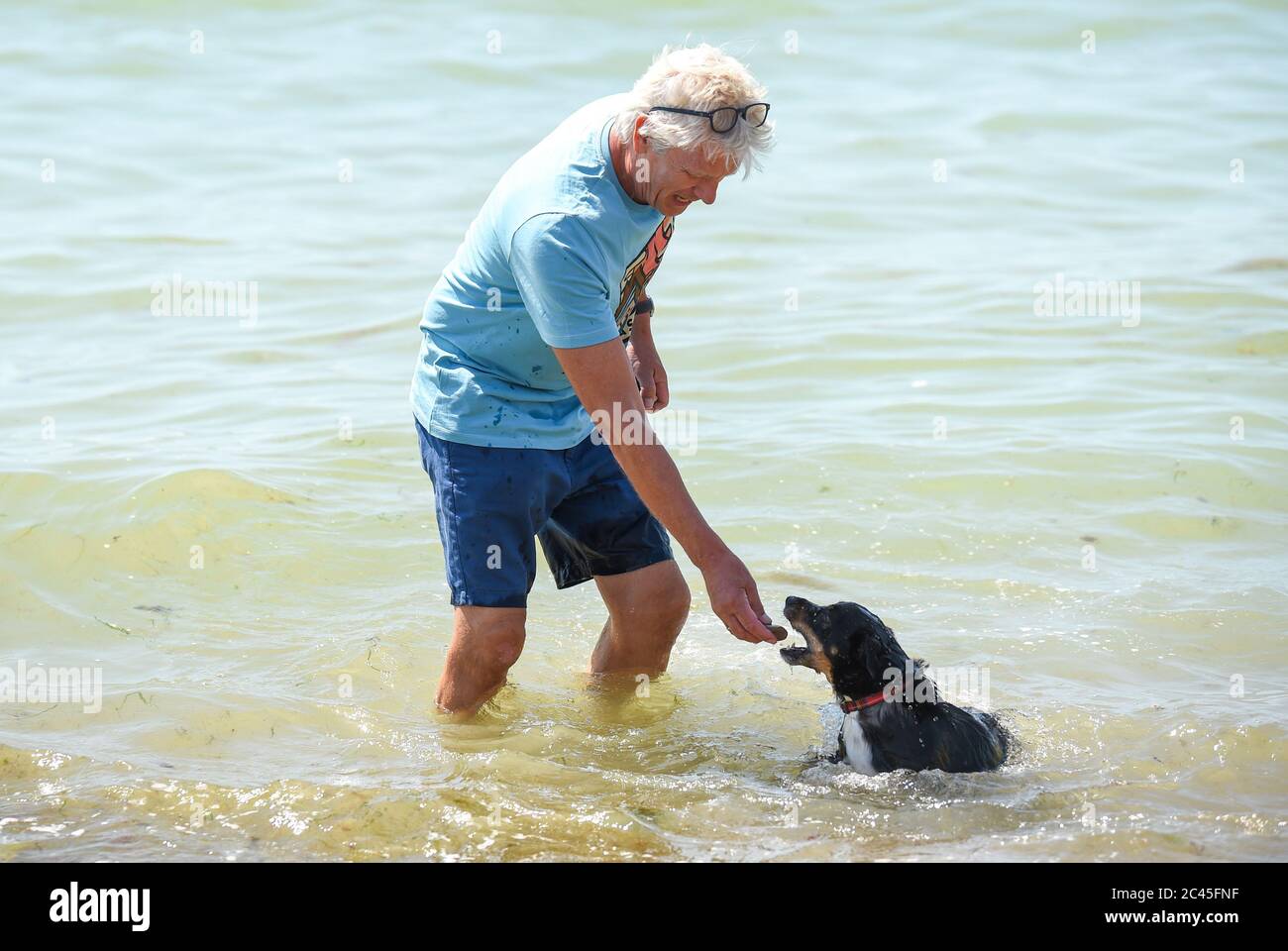 Worthing UK 24. Juni 2020 - Elvis ein Jack Russell Kreuz genießt Abkühlung im Meer mit seinem Besitzer, während die Massen das Hitzewetter am Ferring Strand bei Worthing mit Temperaturen bis zu 30 Grad in einigen Teilen des Südostens genießen : Credit Simon Dack / Alamy Live News Stockfoto