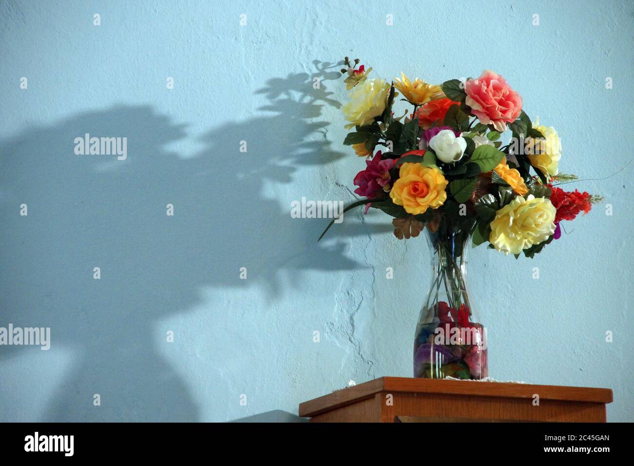 Strauß wirft einen Schatten auf die Wand Stockfoto