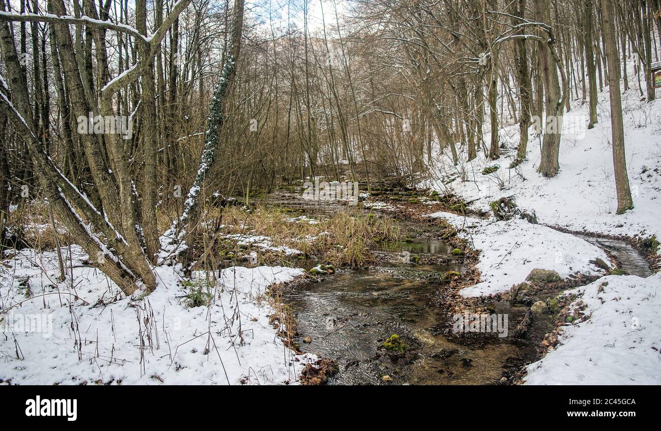 Winter in einem ruhigen Wald mit einem kleinen Bach. Stockfoto