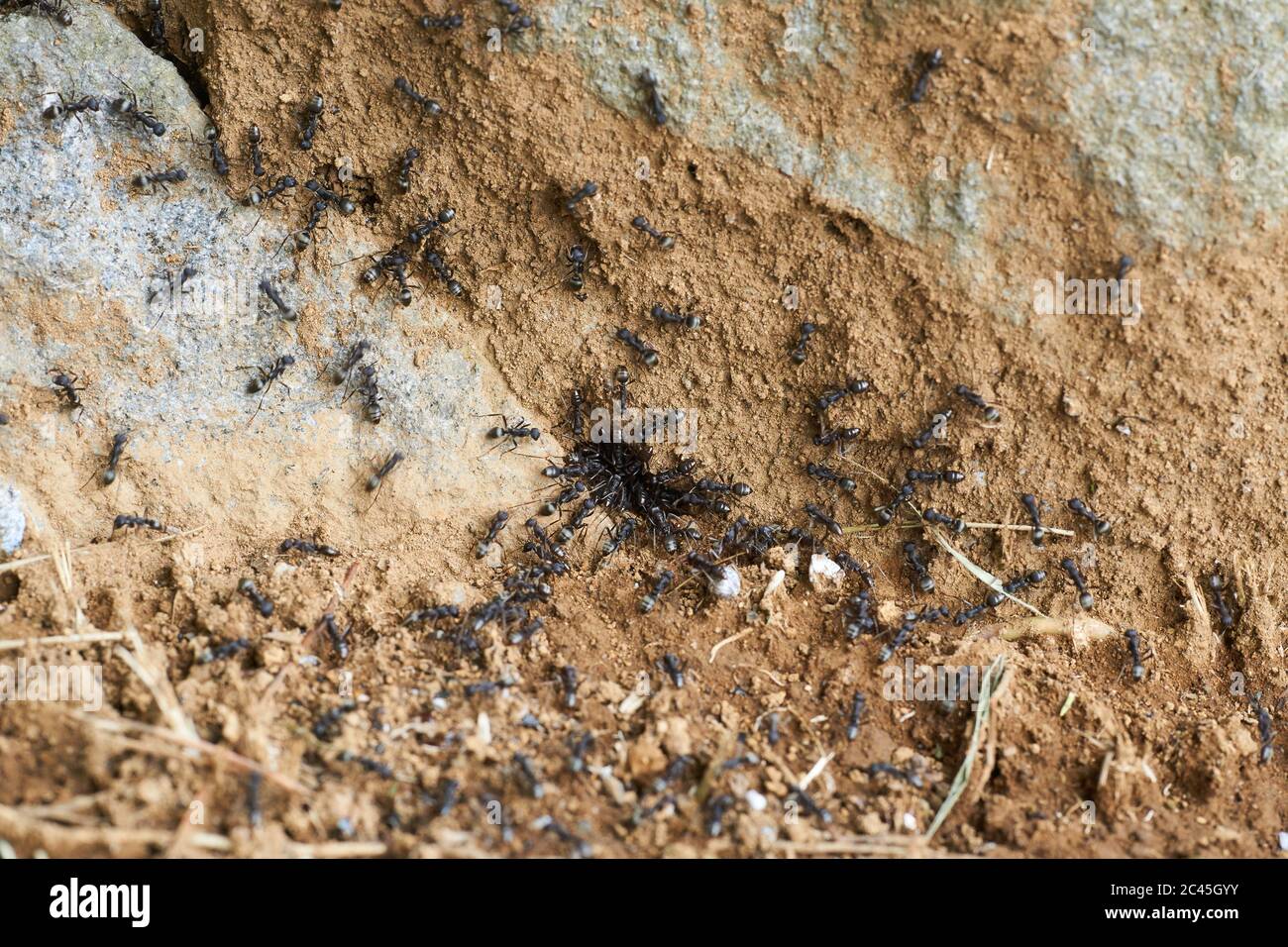 Makroansicht von schwarzen Ameisen, die während einer Invasion ein Loch zwischen Felsen betreten und verlassen. Einige Ameisen stehlen und tragen Larven und Eier. Stockfoto