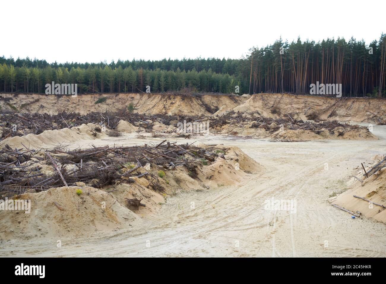 Entwaldung Wald Katastrophe Klimawandel Klima Erderwärmung Problem gefällte Kiefern Lüge Zerstörung Wald für Sand Bergbau. Stockfoto