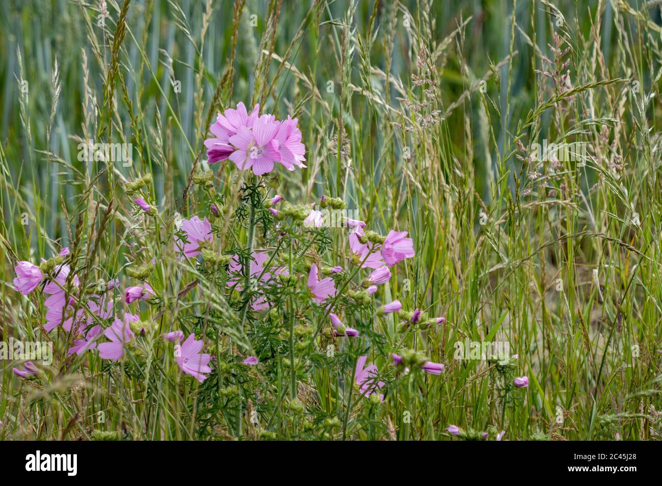 Wilde Hollyhock (Alcea rosea) Blumen. Eine rosa Pflanze in der Malvenfamilie (Malvaceae), die im Sommer blüht. Stockfoto