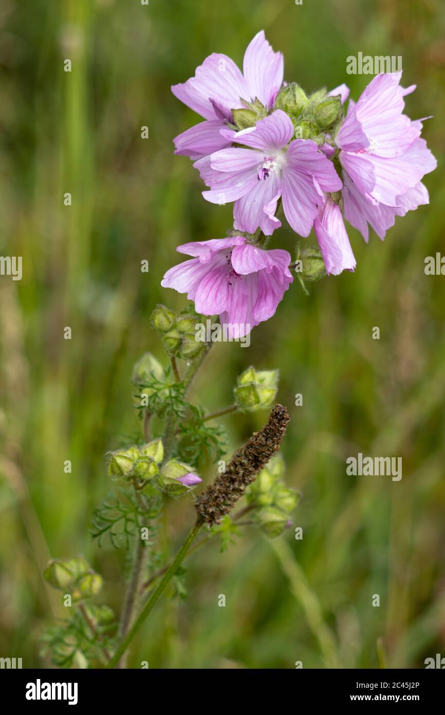 Wilde Hollyhock (Alcea rosea) Blumen. Eine rosa Pflanze in der Malvenfamilie (Malvaceae), die im Sommer blüht. Stockfoto