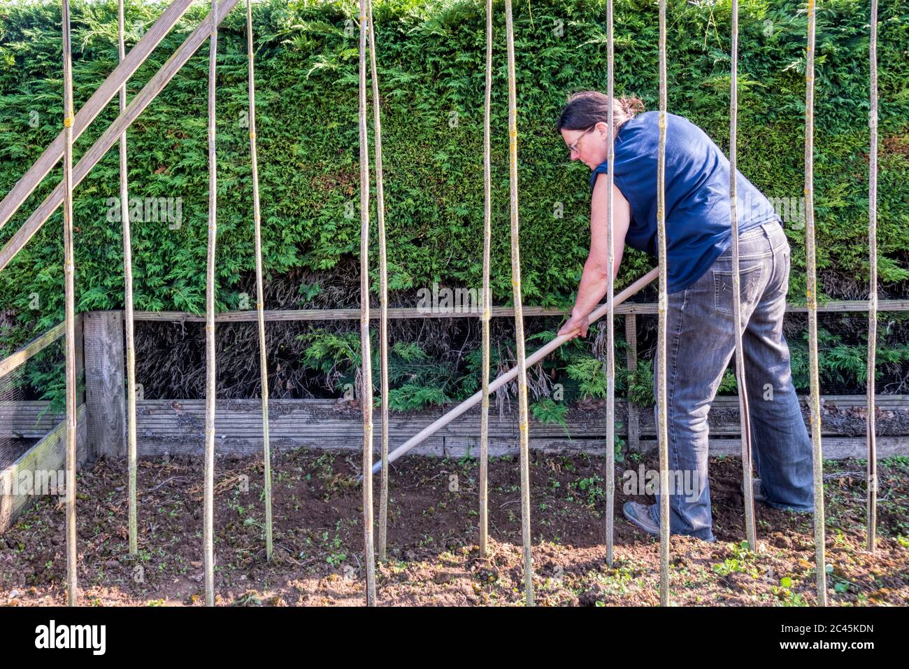 Frau hacken Unkraut aus einem Gemüsebett, bevor sie die breiten Bohnen auspflanzen. Stockfoto