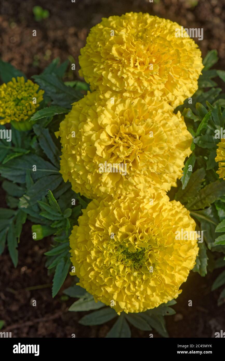 Nahaufnahme Makro des Kopfes einer afrikanischen Ringelblume Blütenblätter Stockfoto