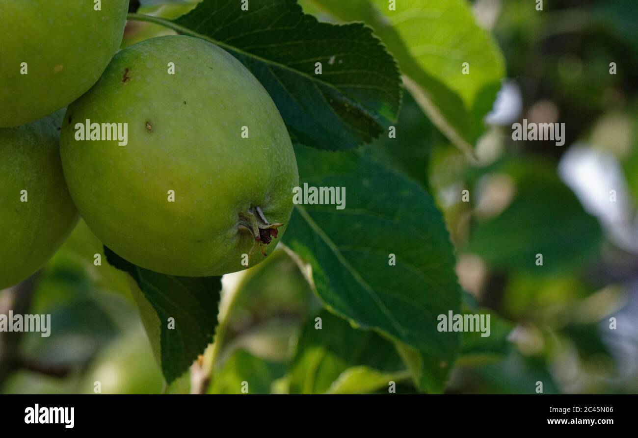 Kleine grüne Äpfel hängen an einem Baum, während sie reifen Stockfoto