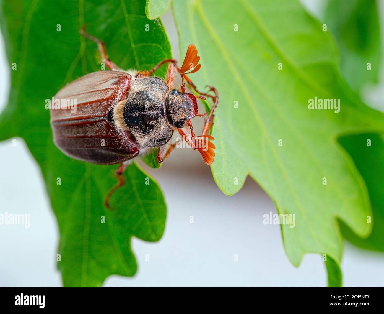 Die gemeinsame maikaefer Melolontha melolontha Stockfoto