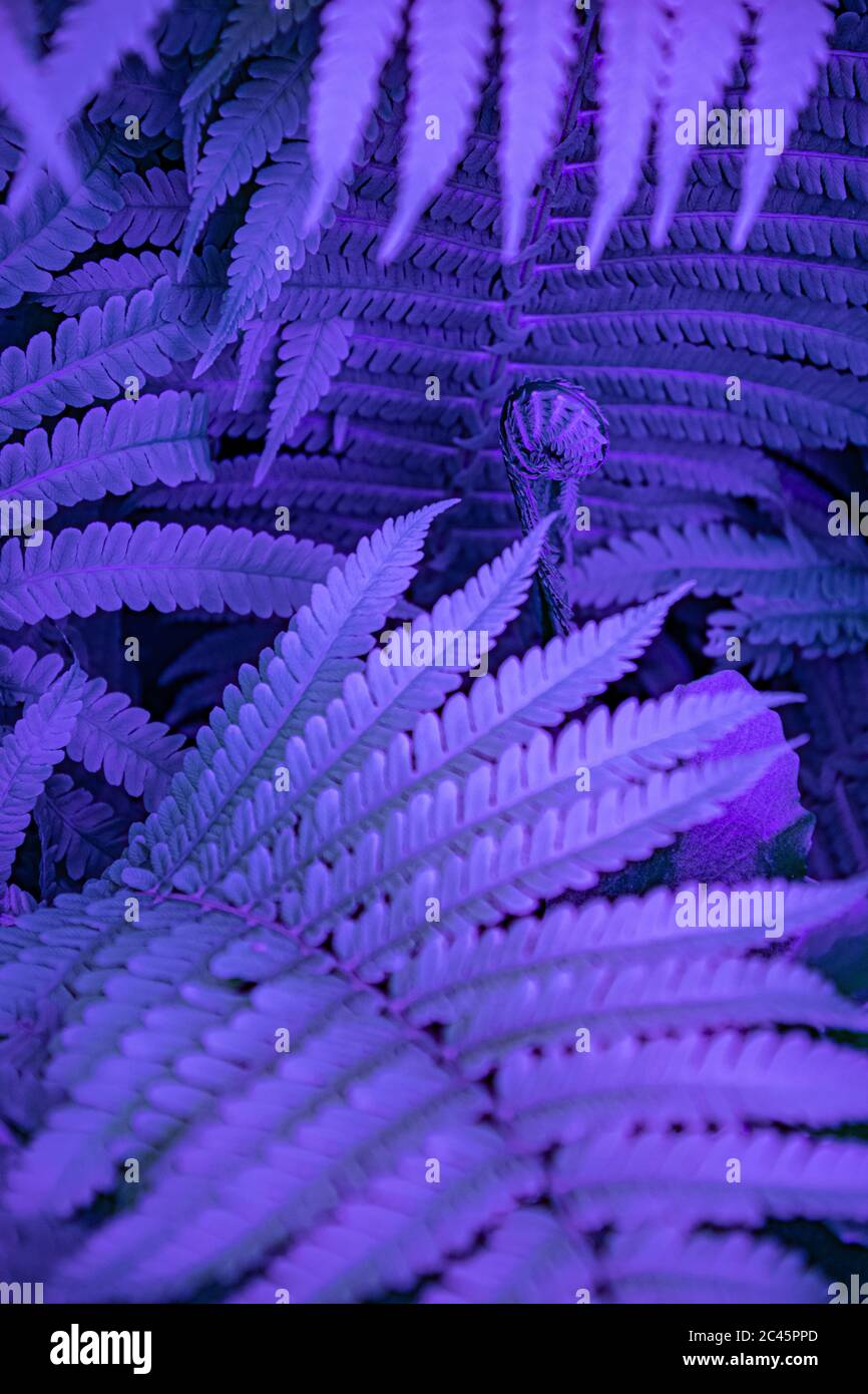 Lila blau verschwommener Hintergrund von Defokussierung Farn Bltter.  Exotische tropische Dschungel Pflanze Laub mit hellen violetten Farbfilter  gefrbt. Alien Nature Konz Stockfotografie - Alamy