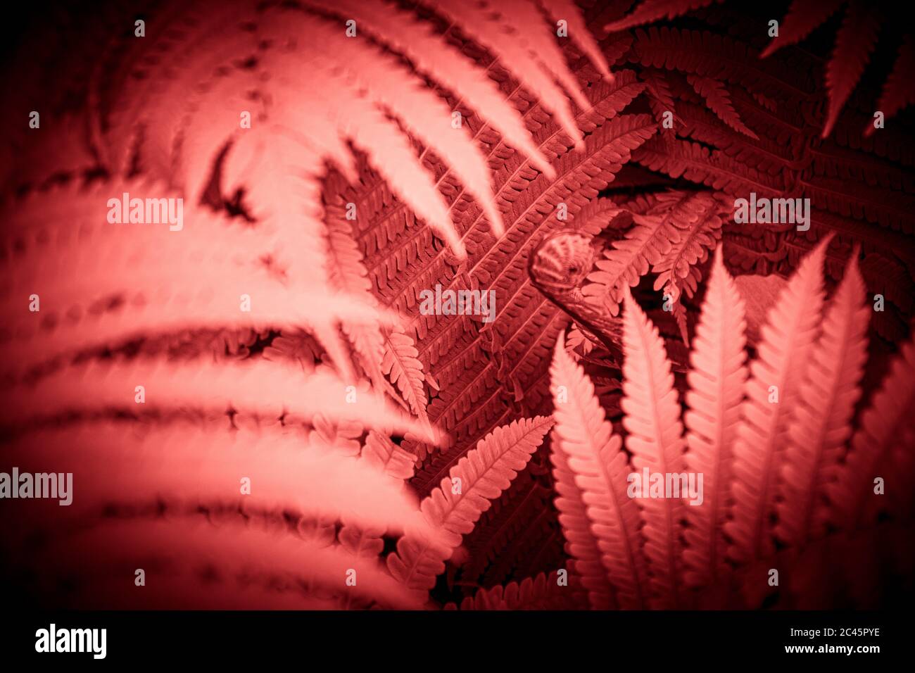 Neonrotes Licht beleuchtet Farnblätter im Dschungel. Exotische tropische Pflanzen Hintergrund mit dunkler Vignette. Rosa Farnbusch glühend in der Dunkelheit Stockfoto