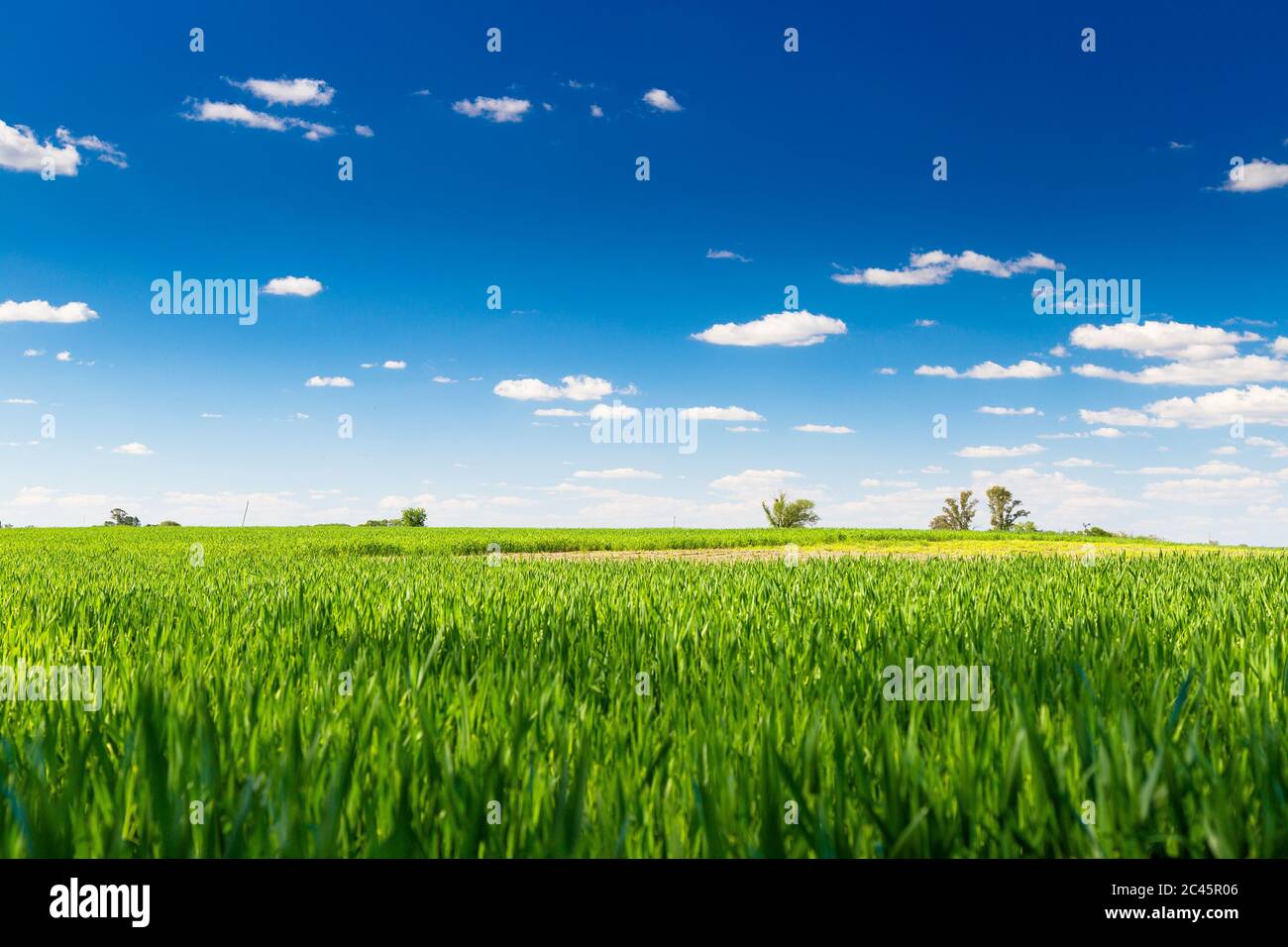 Landschaft auf dem Land. Weizenfeld. Ländliche Land in einem sonnigen Tag. Der wachsende Weizen ist noch grün. Der Himmel ist klar und intensiv blau. Stockfoto