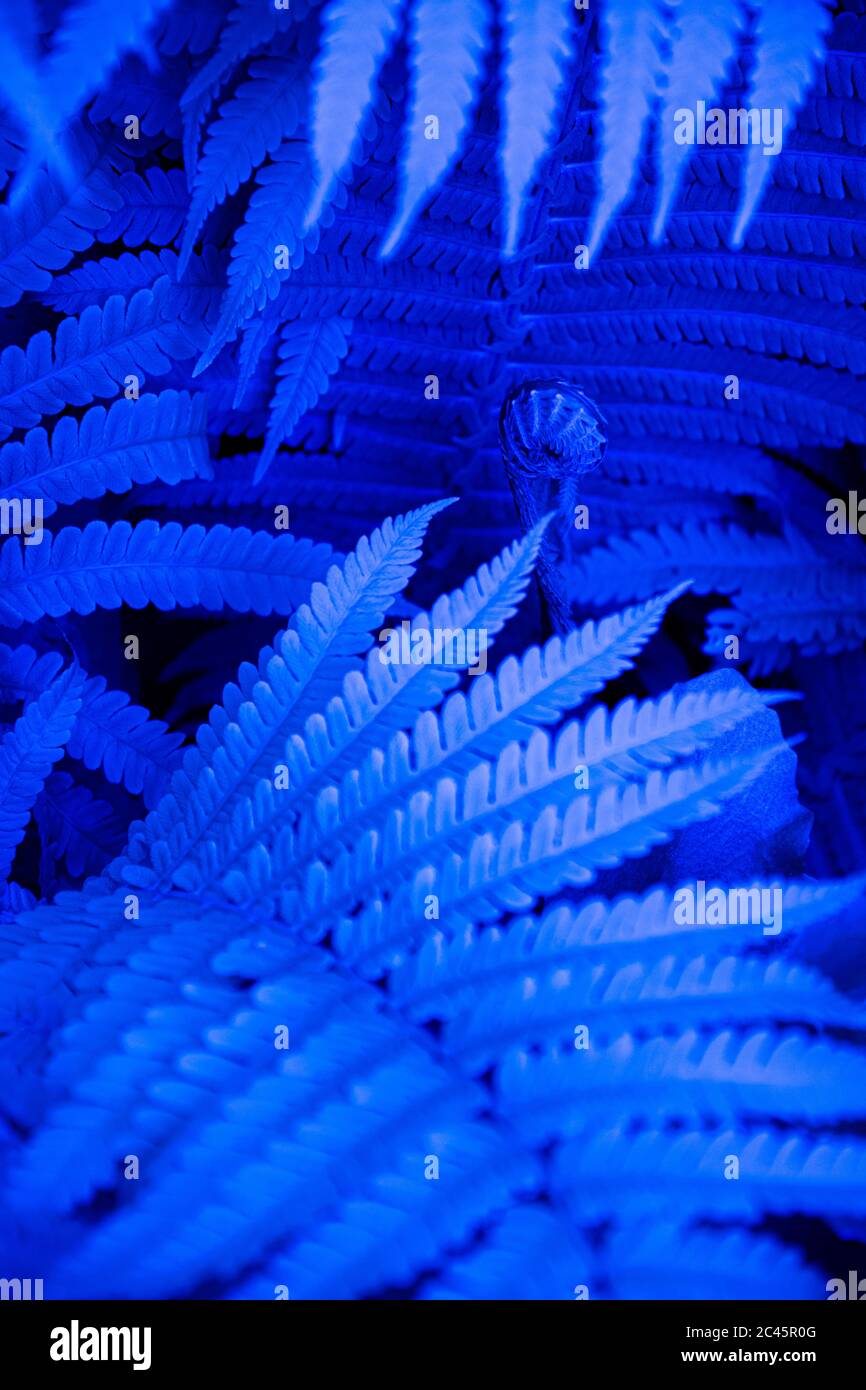 Lebhaft blau verschwommener Hintergrund von Defokussierung Farnblätter. Exotische tropische Dschungel Pflanze Laub mit hellblauen Filter gefärbt. Fantasy Natur Konzept Stockfoto