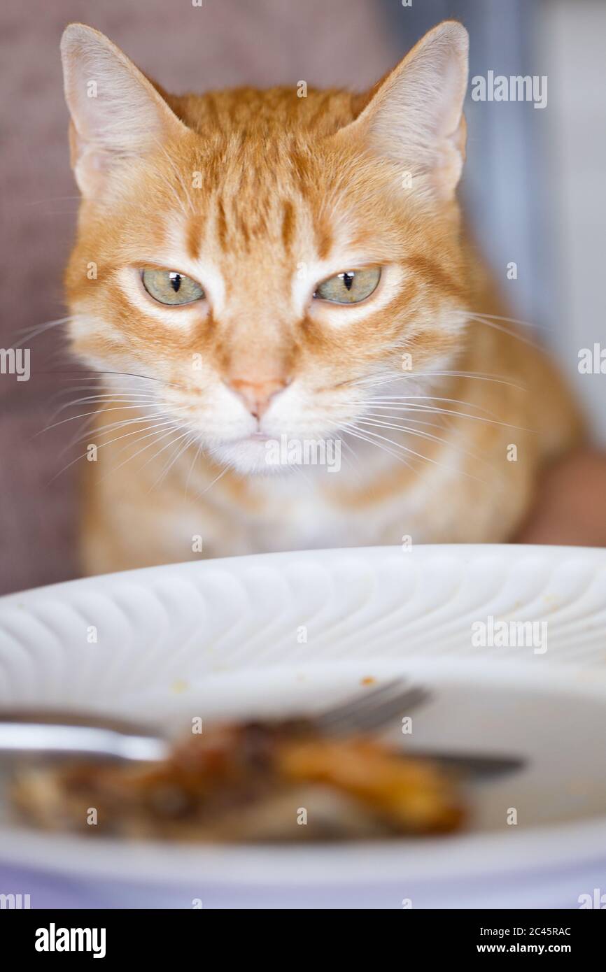 Nahaufnahme der Ingwer tabby Katze starrte auf links über dem Essen auf einem Teller. Stockfoto