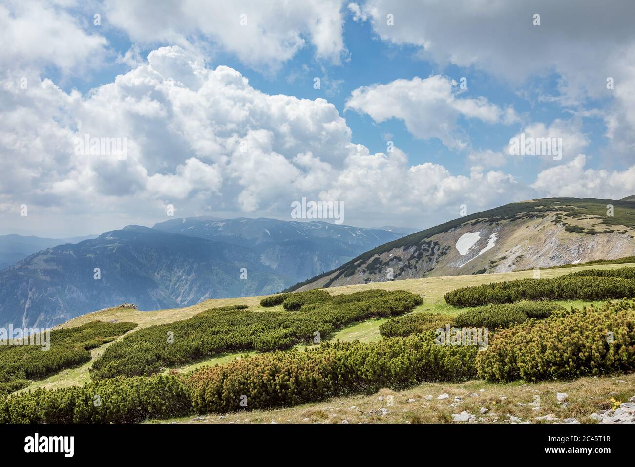 Kiefernfeld in alpiner Bergkulisse am Schneeberg in Niederösterreich an einem bewölkten Tag Stockfoto