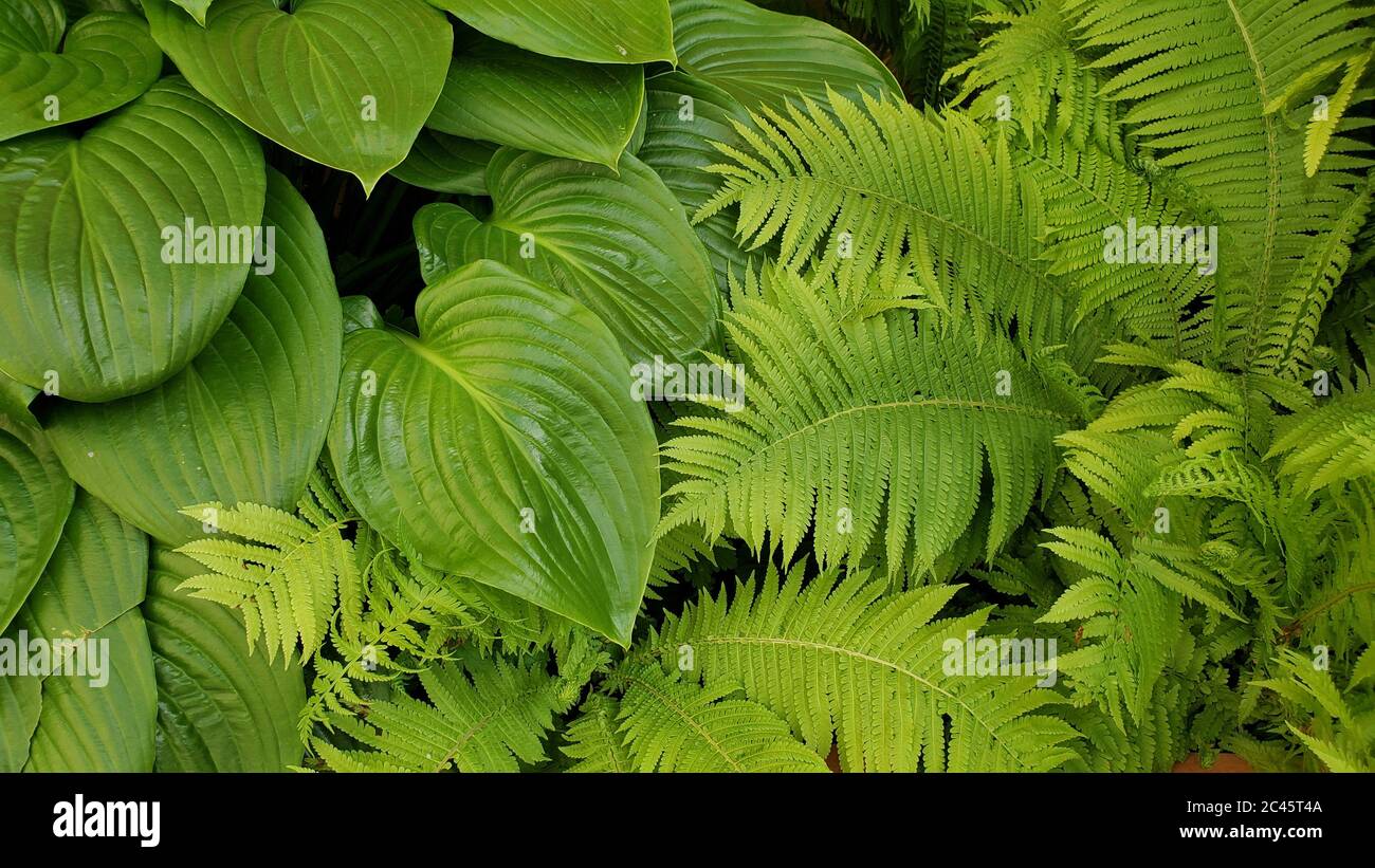 Alles grün natürlichen Hintergrund der tropischen Pflanze und Farnblätter Textur. Frische exotische Pflanzen Laub Hintergrund des Regenwaldes. Kernlose Gefäßpflanzen Stockfoto