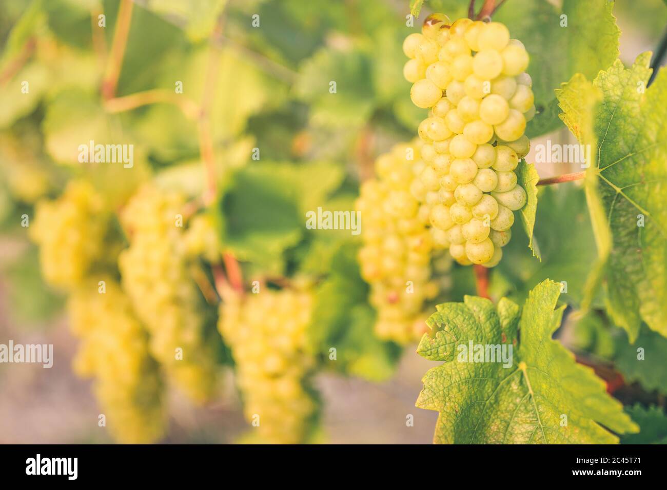 Weinrebe im sonnigen Nachmittagslicht im Weinberg für die Herstellung von Weißwein Stockfoto