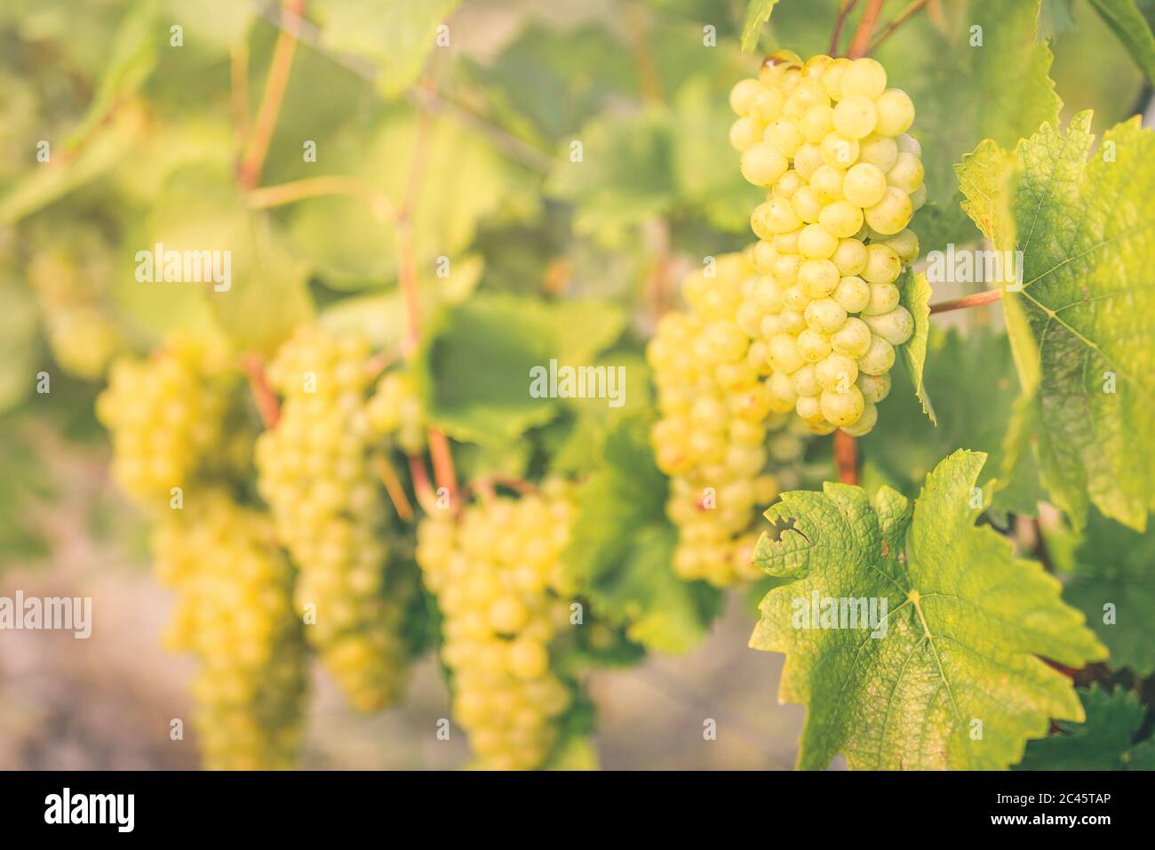 Weinrebe im sonnigen Nachmittagslicht im Weinberg für die Herstellung von Weißwein Stockfoto