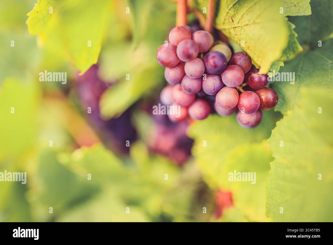 Weinrebe im sonnigen Nachmittagslicht im Weinberg für die Herstellung von Rotwein Stockfoto