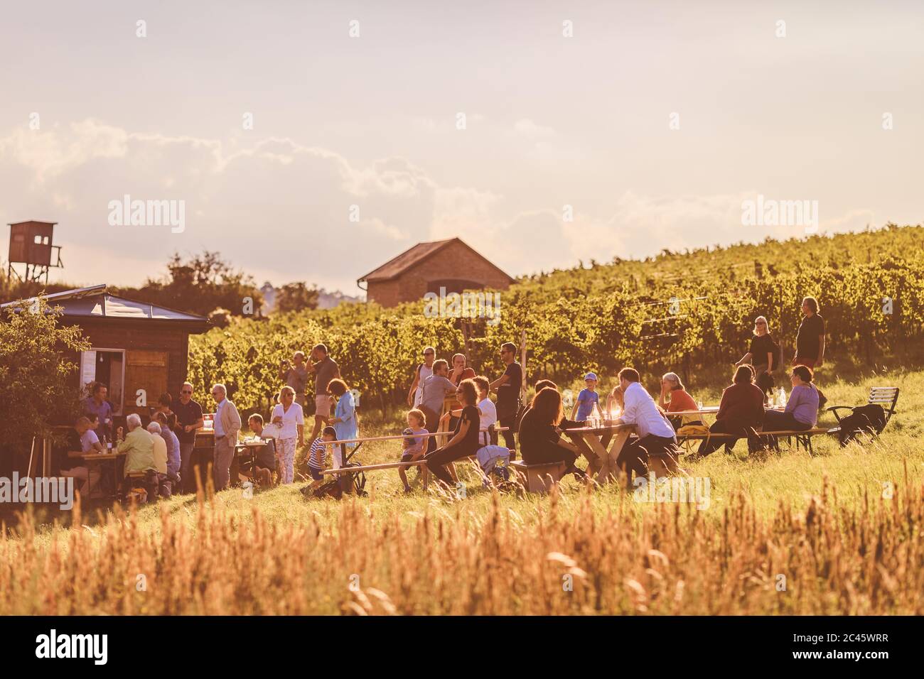 Wiener Weinwandertag im Herbst Stockfoto