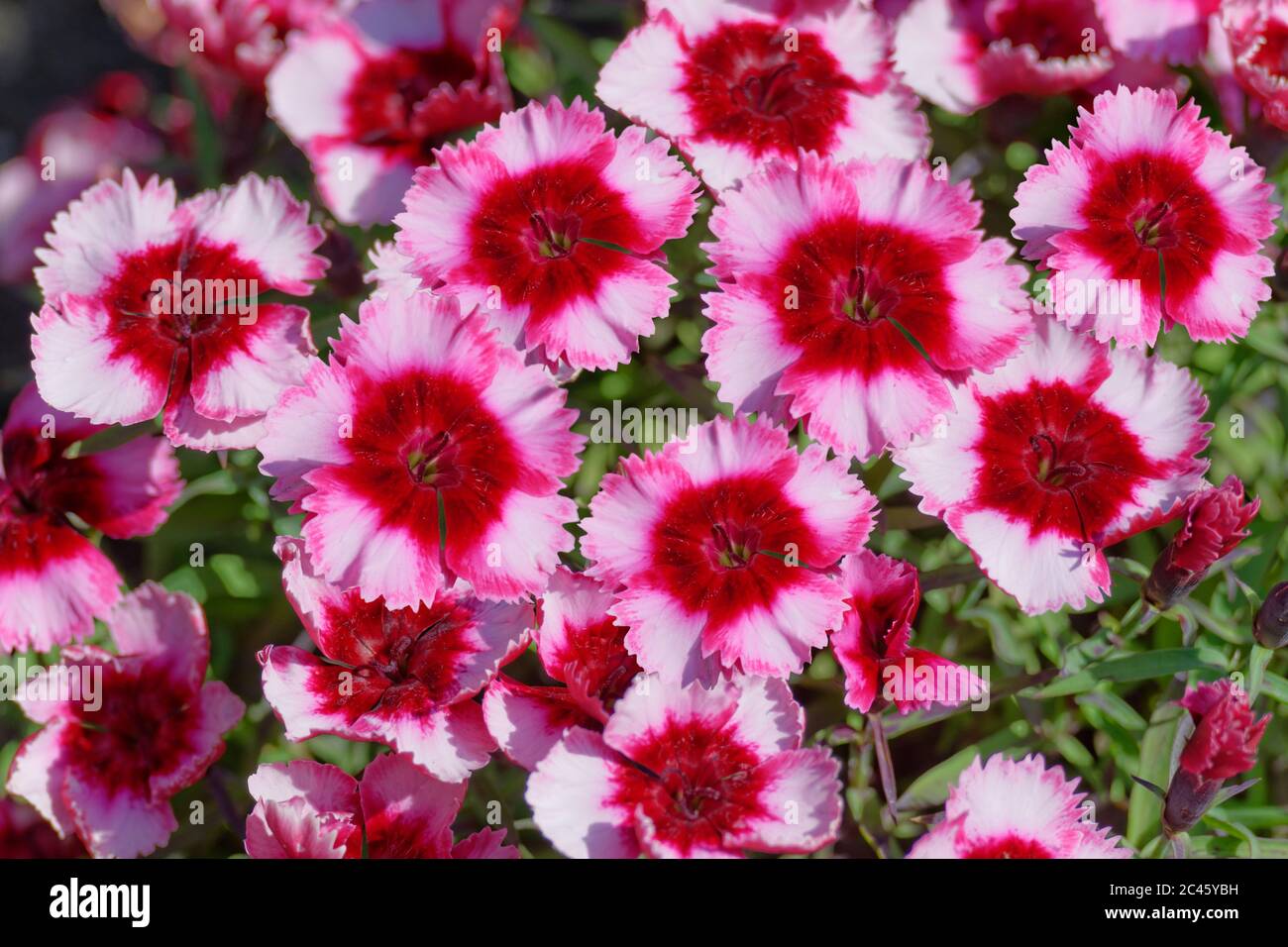 Pink Flower Group in der Klassifikation Dianthus. Stockfoto