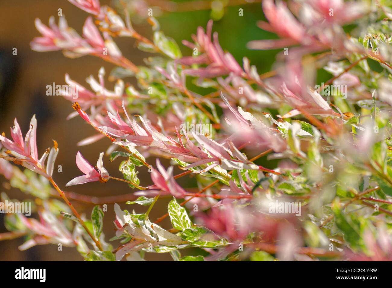 Rosa Bracts von Flamingo Willow Salix integra 'Hakuro-nishiki' Stockfoto