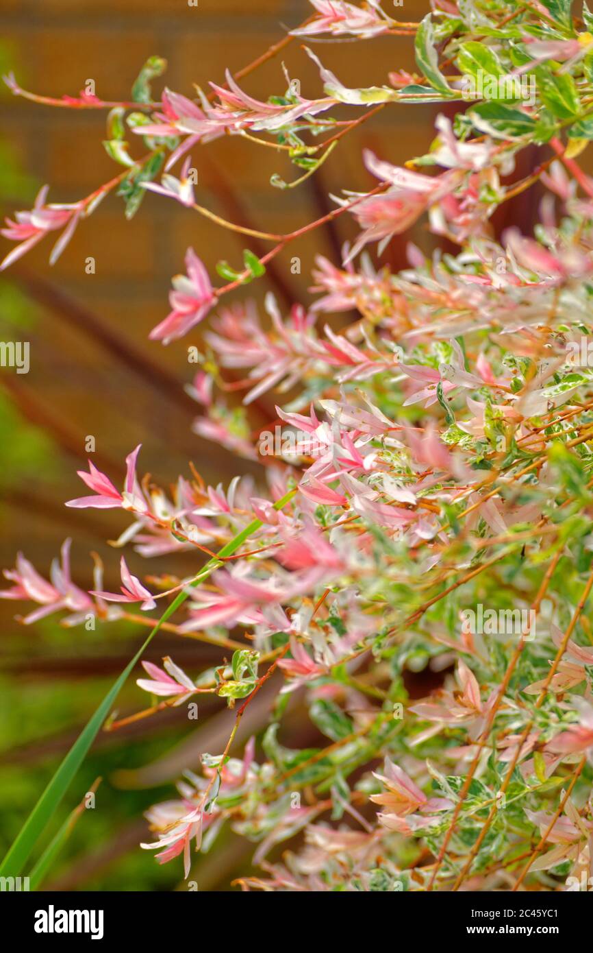 Rosa Bracts von Flamingo Willow Salix integra 'Hakuro-nishiki' Stockfoto